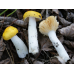 Мицелий Сыроежки золотисто-желтой (Russula lutea) Мицелий Сыроежки золотисто-желтой (Russula lutea)